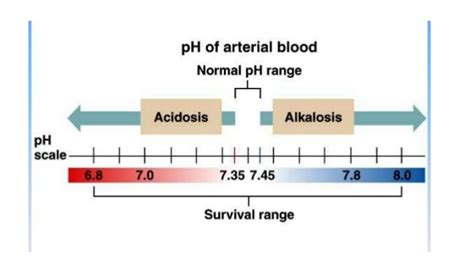 Solution Lec Acidosis And Alkalosis Studypool