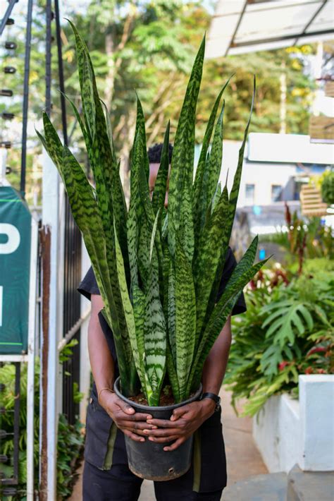 Ecandi Snake Plant Dracaena Trifasciata Large Eco Create Innovate