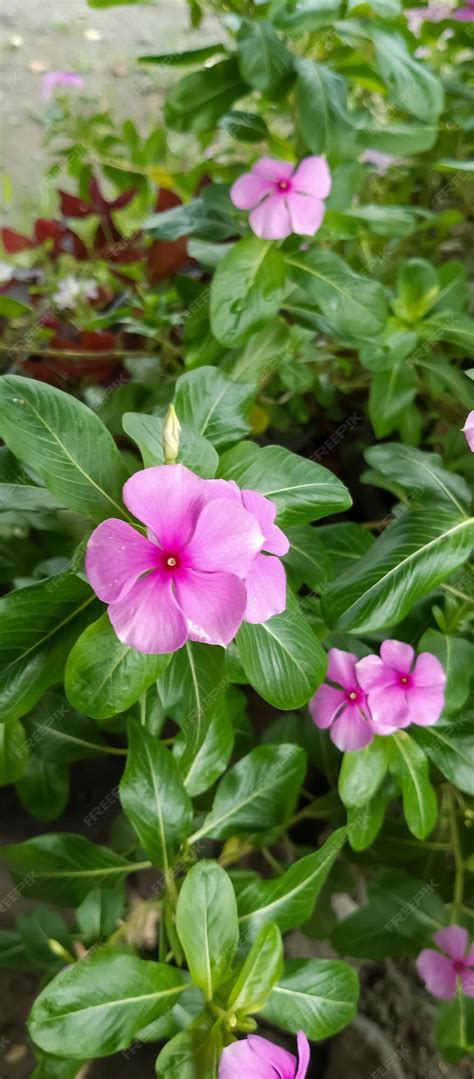 premium photo madagascar periwinkle plant