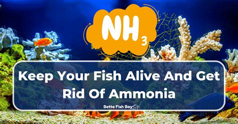 How To Remove Ammonia From Fish Tanks 9 Simple Methods