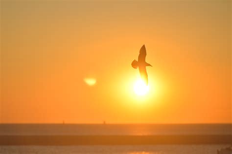 Free Images Sea Horizon Bird Sun Sunrise Sunset Sunlight