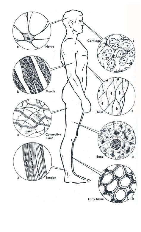 Muscle Tissue Worksheet