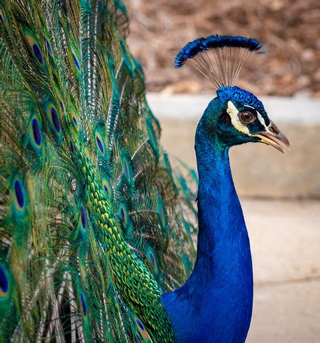 Peacock Los Angeles County Arboretum Jenn Bastian Flickr