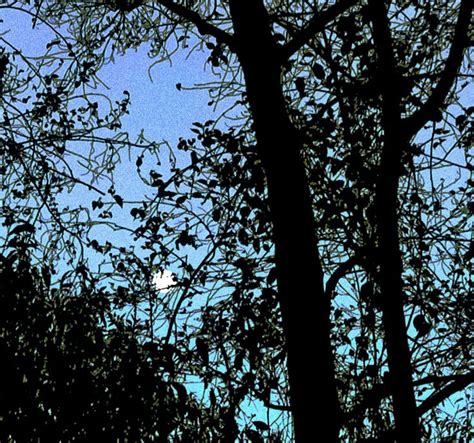 The Moon Is Seen Through The Branches Of Trees