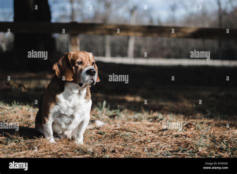 Cute beagle -Fotos und -Bildmaterial in hoher Auflösung – Alamy