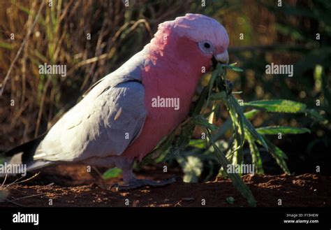 The Galah Eolophus Roseicapilla Also Known As The Rose Breasted