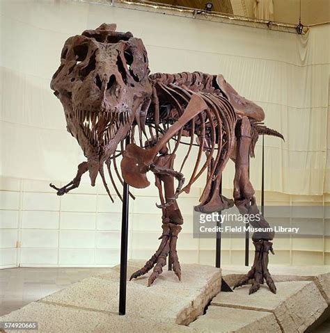 109 Sue T Rex Tyrannosaurus Rex Stock Photos, High-Res Pictures, and ...