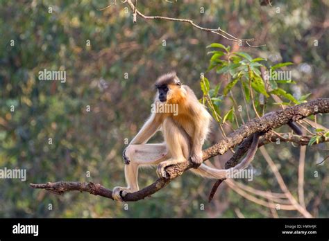 India Tripura State Trishna Wildlife Sanctuary Capped Langur