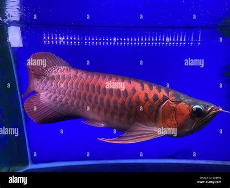 Super Red Arowana Stock Photo Alamy