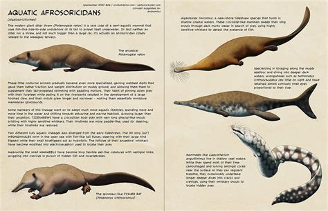 Speculative Bat Species Rspeculativeevolution