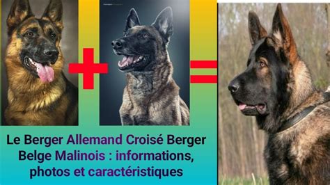 Le berger allemand croisé berger belge malinois informations photos