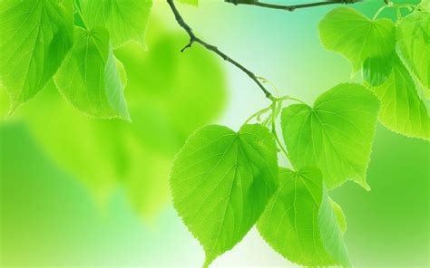 Light Green Nature Wallpapers - Top Free Light Green Nature Backgrounds ...