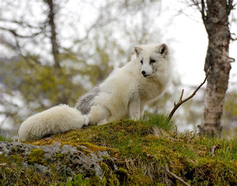 Arctic Fox 1 Norway Painting By Robert Sorensen Fine Art America