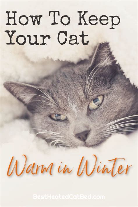 How To Keep Cats Warm In Winter Cats Outdoor Cat House Inside Cat