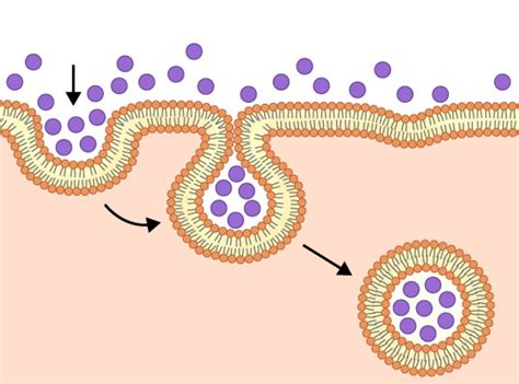 Exocytosis and Endocytosis - Advanced ( Read ) | Biology | CK-12 Foundation