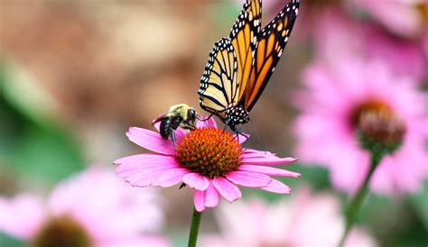 How To Build A Pollinator Garden The Plant Project