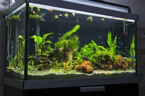 How To Build Your Own Aquarium