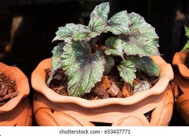 Begonia Rex Putz Royalty Free Images Stock Photos Pictures