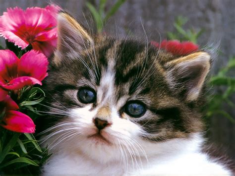 🔥 [50+] Wallpapers of Kittens | WallpaperSafari