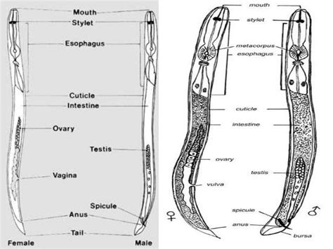 Agr154 Chapter 4 Nematodes