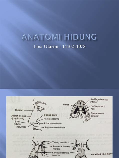 Anatomi Hidung | PDF