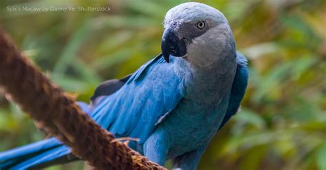 Spix's Macaw - American Bird Conservancy