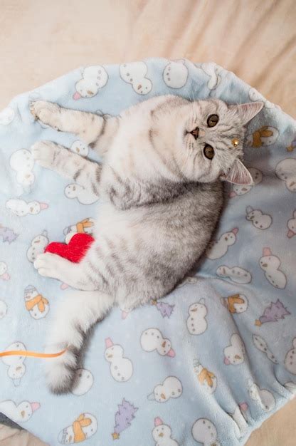 Lindo gato brincando fitas coloridas gatinho engraçado cinza Foto