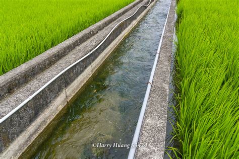 Harry 53424 水稻田 水田 稻田 農田 稻米 公館 水圳 圳溝 灌溉 水源 農業 農村 客家庄 客家村 苗栗縣 公館鄉 苗栗 a