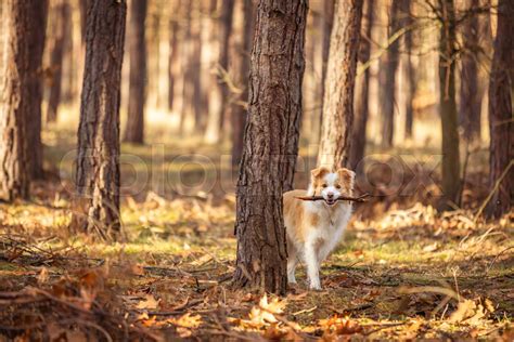 Hund Wald Herbst Stock Bild Colourbox