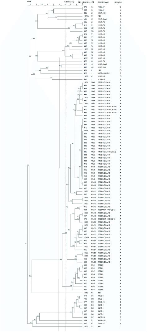 Analysis Of Pfge Patterns Dendrogram Presents Pfge Profiles