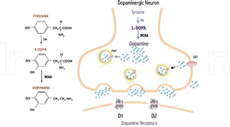 В Чем Принцип Действия Дофамина – Telegraph