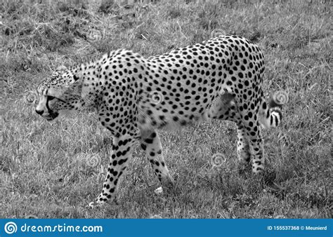 El Guepardo Es Un Felino De Gran Tama O Foto De Archivo Imagen De