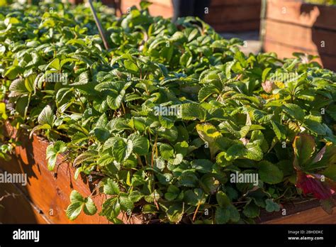 Boxes Strawberries High Resolution Stock Photography And Images Alamy