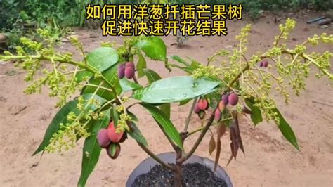 如何用洋葱扦插种植芒果树，并促进快速生长开花结果 三农 Youtube