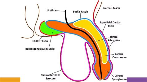 Fascial Coverings Of Penis And Scrotum Ppt