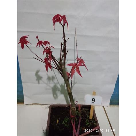 Jual Pohon Maple Jepang Acer Palmatum Red Maple Shopee Indonesia