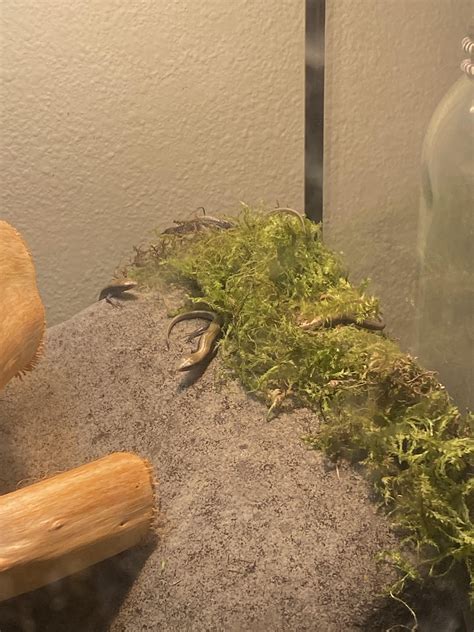 My Northern Alligator Lizard Had Babies Theres 4 Been Counted So Far