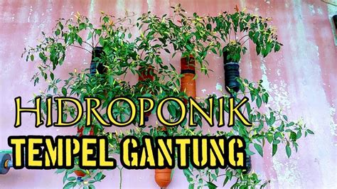 Riview Cabe Hidroponik Tempel Gantung Dari Botol Bekas Dengan Sistem