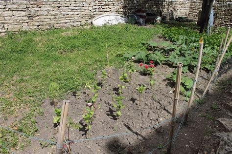 Chalon sur Saône En images les P tits jardiniers du Devoir