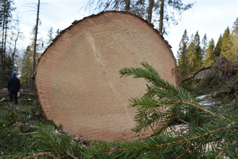 Oversikt Over Sortiment At Skog Sa