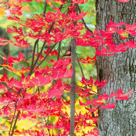 11 Of The Worst Invasive Plants In Kentucky And 22 Natives To Plant