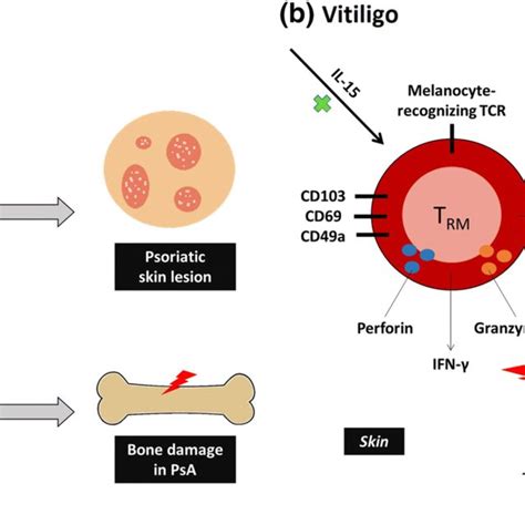 Tissue Resident Memory T Trm Cell Markers And The Transcription