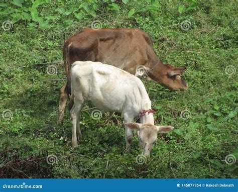 Cow Is A Domestic Animal Stock Photo Image Of Calf 145077854