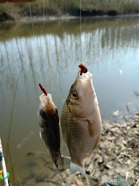 野釣鯽魚之小河溝落水也有大驚喜！ 每日頭條