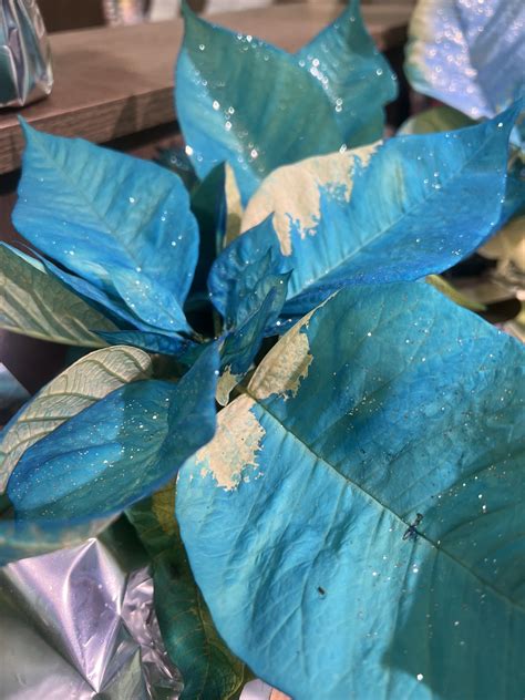 Shoprite sharing glittering nightmares : r/plantabuse