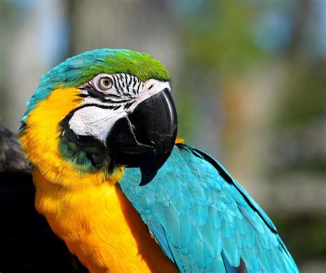 Macaw parrot portrait 1312982 Stock Photo at Vecteezy