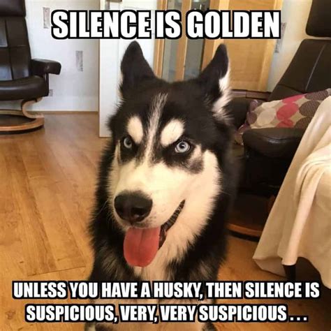 300 Best Husky Memes