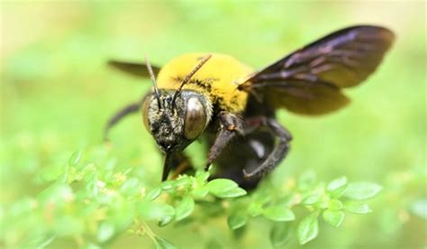 How To Make And Use Citrus Spray For Carpenter Bee Control