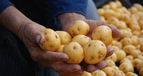 Papa Liberte A Se Cultivan Alrededor De Hect Reas De Papa