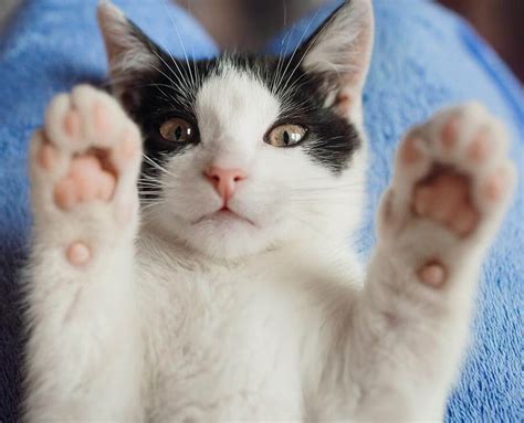 About Welfare Pet Rescue Warrington Animal Welfare
